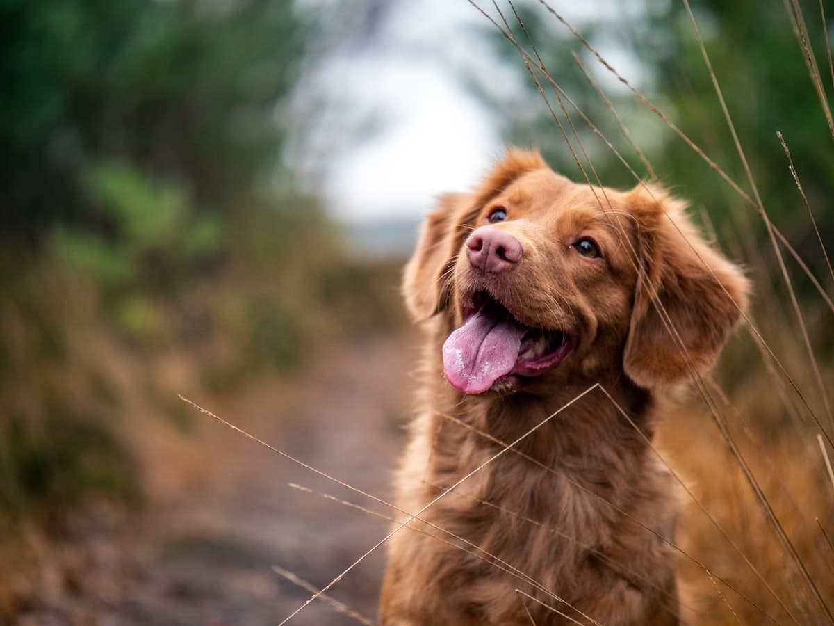 Pet Friendly Condos Bangkok Guide